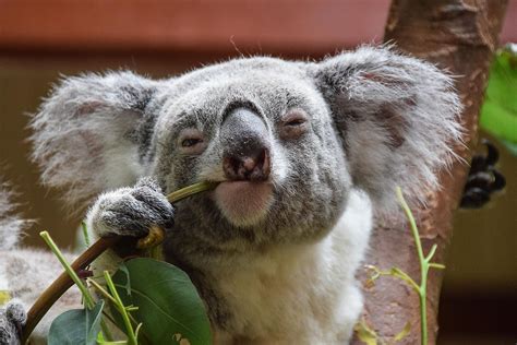 australian states host koala populations worldatlas