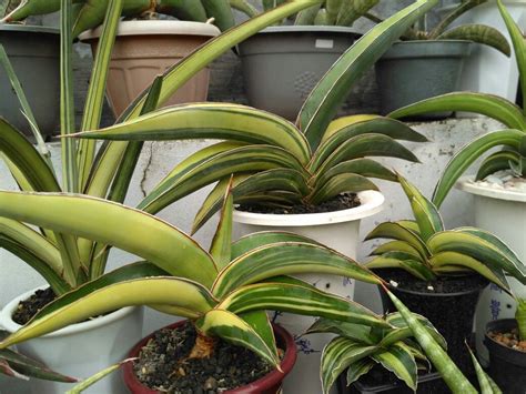robusta dwarf variegated sansevieria plant houseplant snake plant care succulent ideas