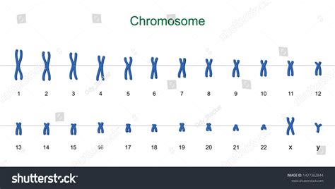Chromosome Sex – Telegraph