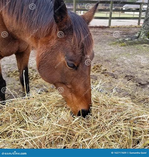 horse eating hay  farm stock image image  eating