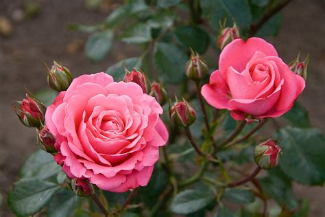 hybrid rose  plant pink