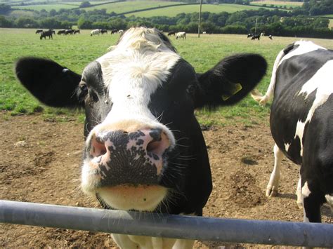 burping cows accelerate global warming university  liverpool news university  liverpool