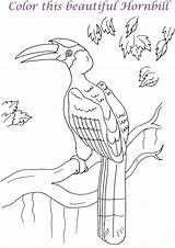 Hornbill Coloring Kids Printable Bale Hay Drawing Pdf Open Print  Drawings Getdrawings 31kb sketch template