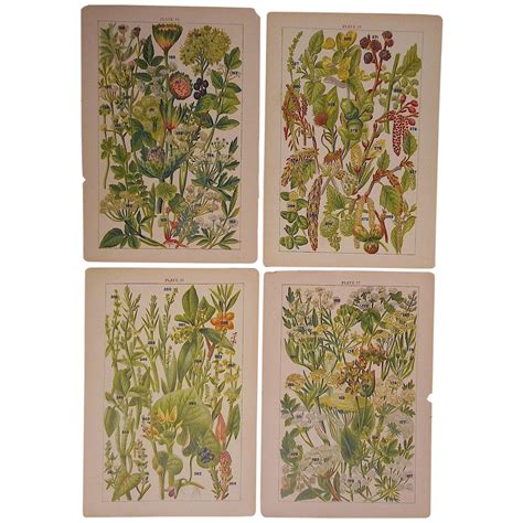 antique botanical lithographs set   chairish