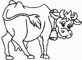 Vaca Boi Pintar Kuh Mucca Animali Fattoria Vache Vacas Sino Gloeckchen Malerei Ausmalen Sapin Facile Perdu Ses Cows Colora Ferme sketch template