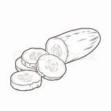 Cucumber Drawing Slice Paintingvalley Drawings Clipart sketch template