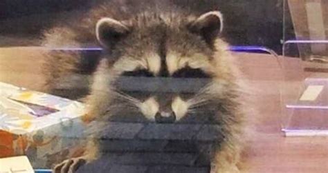 Two Raccoons Break Into A California Bank — To Steal Cookies
