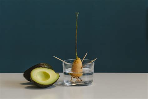 Avocado Züchten So Ziehen Sie Die Samen In Wasser Und Erde