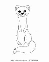 Coloring Ferret Footed Getcolorings Pages sketch template