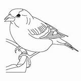 Coloring Sparrow Designlooter 03kb 230px sketch template