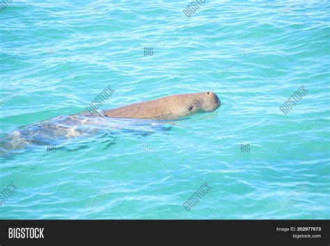 Dugong Known Sea Cow Image And Photo Free Trial Bigstock