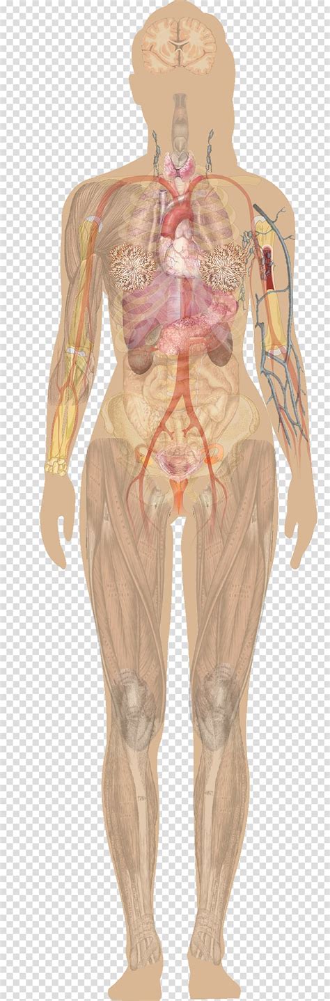 Female Lower Back Anatomy Internal Organs Female Internal Organs 3d