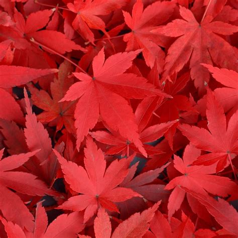pure autumn red maple leaves overlap ipad air wallpapers