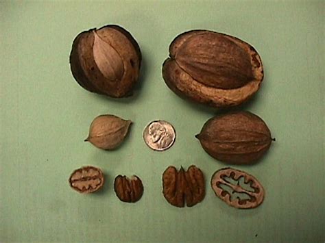 hickory nuts shagbark shellbark