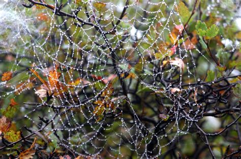 spider web  leegravescom