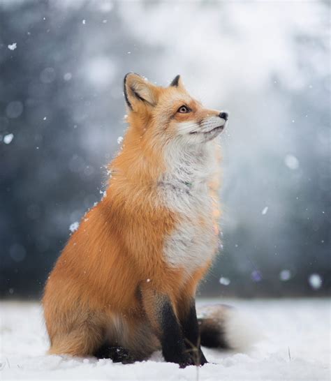 snow fox red foxes photo  fanpop