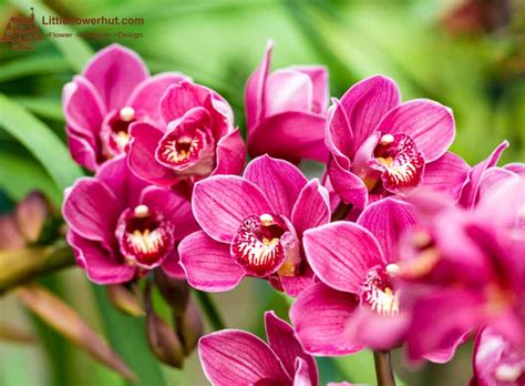 All About Cymbidium Orchid History Meaning Facts Care