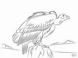 Vulture Avvoltoio Billed Grifone Avvoltoi sketch template