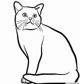 Cat Coloring Pages Shorthair American Printable sketch template