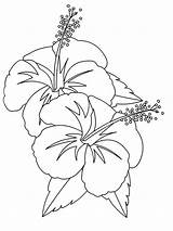 Hibiscus Flower Coloring Pages Drawing Flowers Pencil Color Clipart Recommended Kids Library Getdrawings Comments sketch template