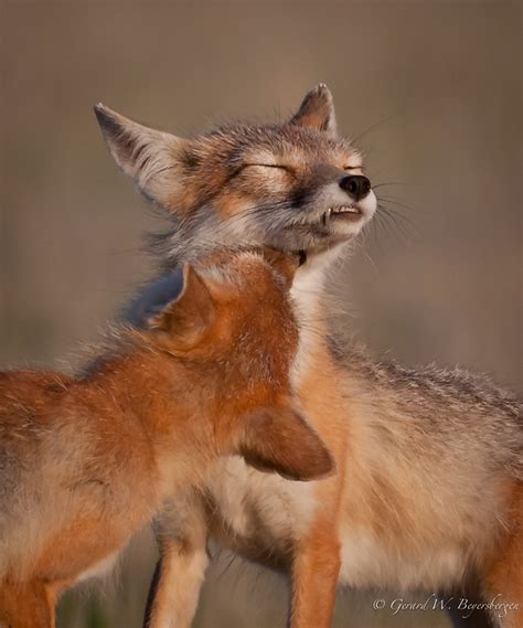 swift fox swift fox vulpes velox pair grooming  othe flickr