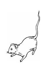 Rat Coloring Rats Pages Printable sketch template