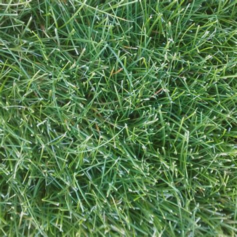 refined turf excellence  fine fescue  seed
