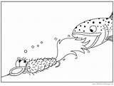 Fishing Fly Coloring Pages Lures Template sketch template