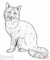 Gatto Seduto Giungla Supercoloring Animali sketch template