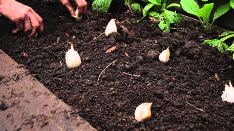 plant grow garlic   garden