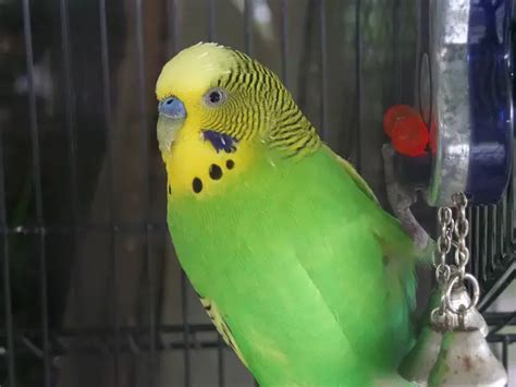 top   parakeet toys  buy   birds enjoyment   reviews buyers guide