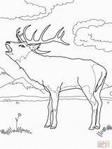 Coloring Deer Pages Elk Red Color Bull Printable Mule Online Print Buck Supercoloring Template European Fighting Popular Moose Templates sketch template