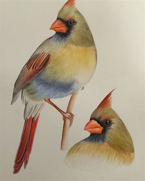 beautiful bird pencil drawings art ideas design trends premium