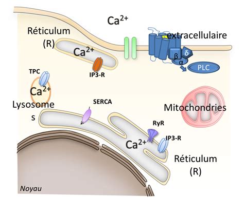tp numerique  la recherche du calcium intracellulaire  integration du signal dans une