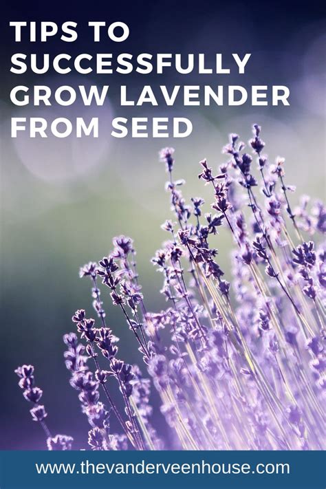 tips  successfully grow lavender  seed growing lavender