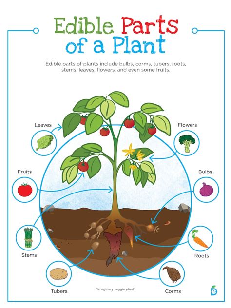 printable edible parts   plant poster horticulture school etsy