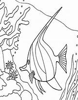 Coloring Coral Fish Reef Reefs Angel Pages Between Snake Drawing Printable Getdrawings Getcolorings sketch template