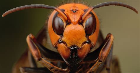 murder hornets asian giant hornet  canada