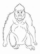 Coloring Orangutan Ape Printable Animal Pages Baby Choose Board Designlooter Print sketch template