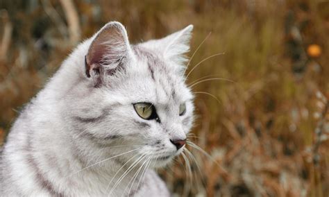 wild white cat  kousmen  deviantart