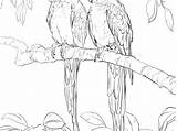 Coloring Macaw Pages Getdrawings Getcolorings sketch template