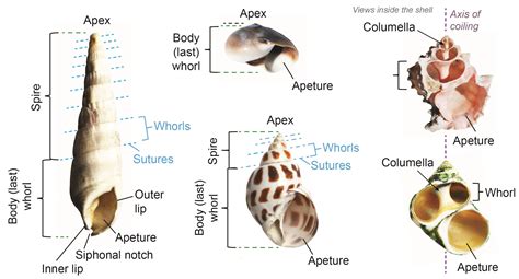 gastropod shapes  description kentucky geological survey university  kentucky