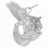 Coloring Hummingbird Hibiskus Zentangle Adult Stock Illustration Pages Vector Tattoos Books Background Details High Mandala Sketch Panki Depositphotos Template Adults sketch template