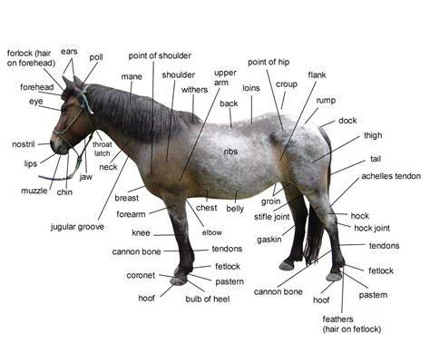 diagram  horse body parts