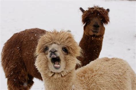 38 alpaca memes that will either be the funniest or