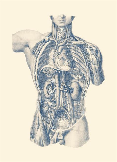 Interior Venous And Circulatory Systems Vintage Anatomy Drawing By