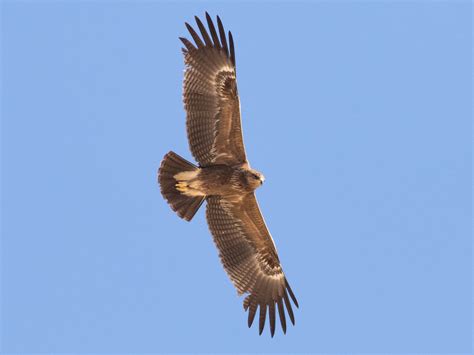 lesser spotted eagle ebird