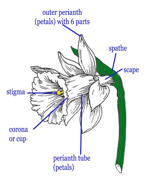 types daffodil flower ornamental plant information  plantsgalorecom