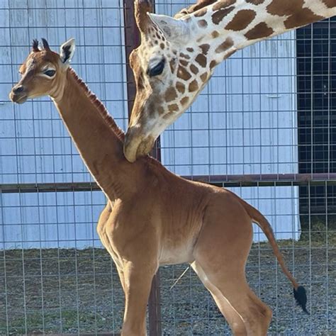 rare giraffe  spots  born   zoo  tennessee npr