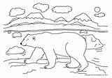 Coloring Bear Polar Pages sketch template